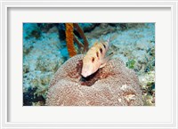 Framed Close-up of a goatfish swimming underwater