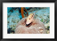 Framed Close-up of a goatfish swimming underwater