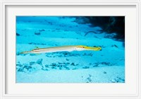 Framed Side profile of a Yellow Trumpet Fish swimming underwater