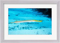 Framed Side profile of a Yellow Trumpet Fish swimming underwater