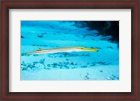 Framed Side profile of a Yellow Trumpet Fish swimming underwater