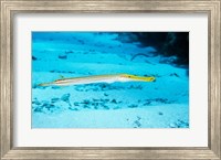 Framed Side profile of a Yellow Trumpet Fish swimming underwater