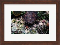 Framed High angle view of a toadfish