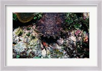 Framed High angle view of a toadfish
