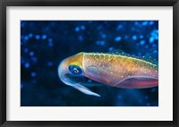 Framed Close-up of a squid swimming underwater