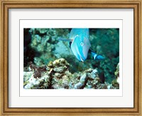 Framed Close-up of a Stoplight Parrotfish swimming underwater