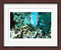 Framed Close-up of a Stoplight Parrotfish swimming underwater