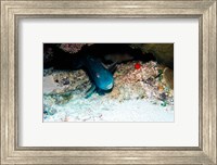 Framed Close-up of a parrotfish swimming underwater