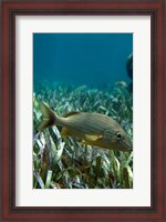 Framed Side profile of a Blue Striped Grunt swimming underwater