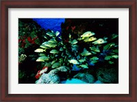 Framed School of Blue Striped Grunts swimming underwater, Cozumel, Mexico