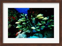 Framed School of Blue Striped Grunts swimming underwater, Cozumel, Mexico