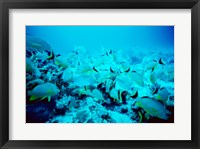 Framed School of Blue Striped Grunts swimming underwater, Belize