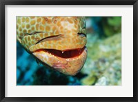 Framed Close-up of the mouth of a Juvenile Grouper, Belize