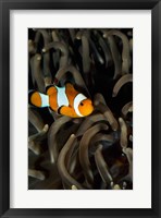 Framed Percula Clownfish swimming near sea anemones underwater