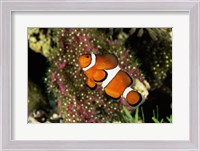 Framed Percula Clownfish