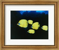 Framed Close-up of five Lemon Butterflyfish swimming underwater