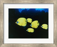 Framed Close-up of five Lemon Butterflyfish swimming underwater