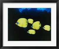 Framed Close-up of five Lemon Butterflyfish swimming underwater