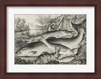 Framed American game fish