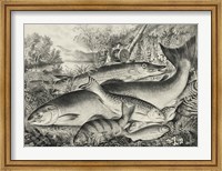 Framed American game fish