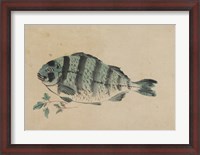 Framed Fish