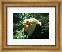 Framed Clown Fish