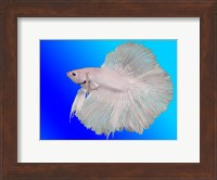 Framed White Betta Fish