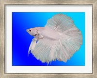 Framed White Betta Fish