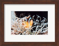 Framed Clown fish in coral reef