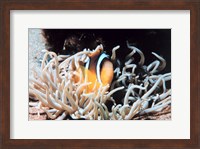 Framed Clown fish in coral reef