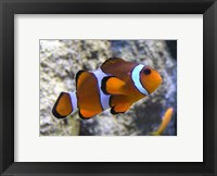 Framed Clown Fish