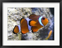 Framed Clown Fish