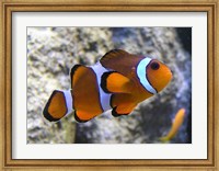 Framed Clown Fish