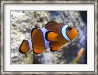 Framed Clown Fish