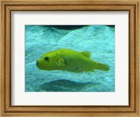 Framed Puffer Fish