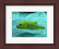 Framed Puffer Fish