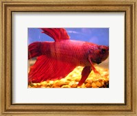 Framed Red Betta Fish