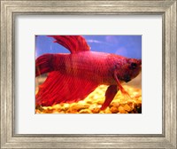 Framed Red Betta Fish