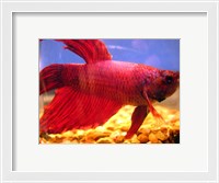 Framed Red Betta Fish