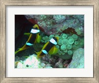 Framed islands clown fish