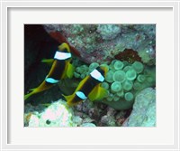 Framed islands clown fish