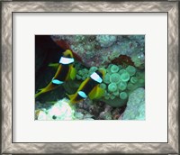 Framed islands clown fish