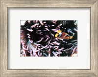 Framed Two banded clown fish