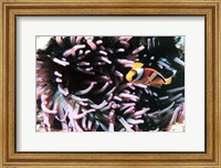 Framed Two banded clown fish