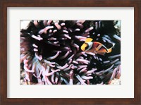 Framed Two banded clown fish