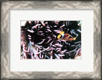 Framed Two banded clown fish