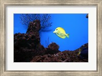 Framed YellowTang fish