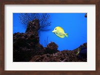Framed YellowTang fish