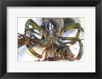 Framed Lobstah