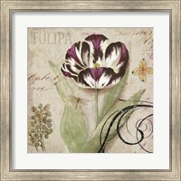 Framed Tulipa II